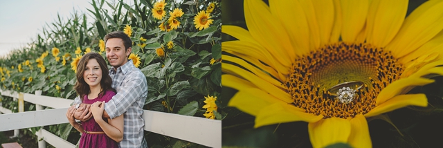 35_sunflowers in edmonton